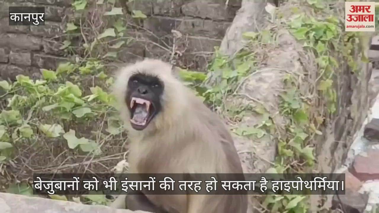 कानपुर: लंगूरों के चेहरे में झलकती प्रकृति की मार, हाड़कंपाऊ ठंड से वन्य जीव बेबस
