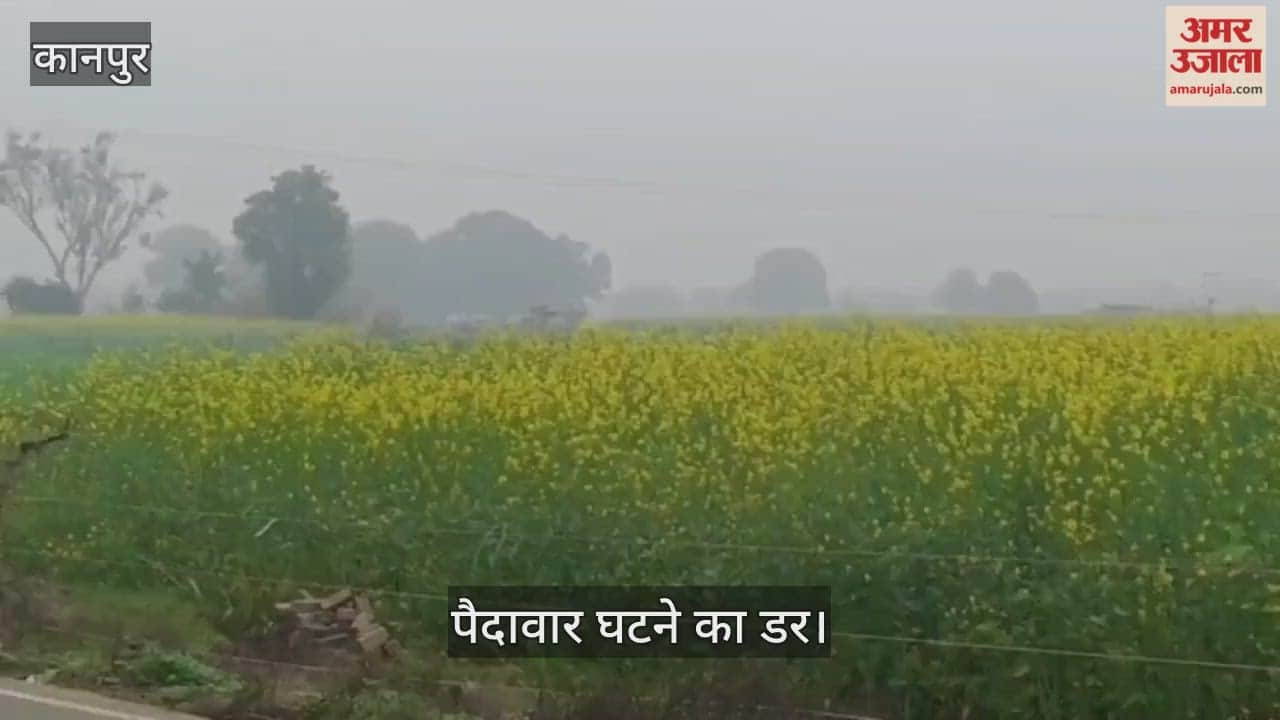 कानपुर: भीतरगांव में खेती पर मौसम की मार, कोहरे से सरसों की सेहत बिगड़ी