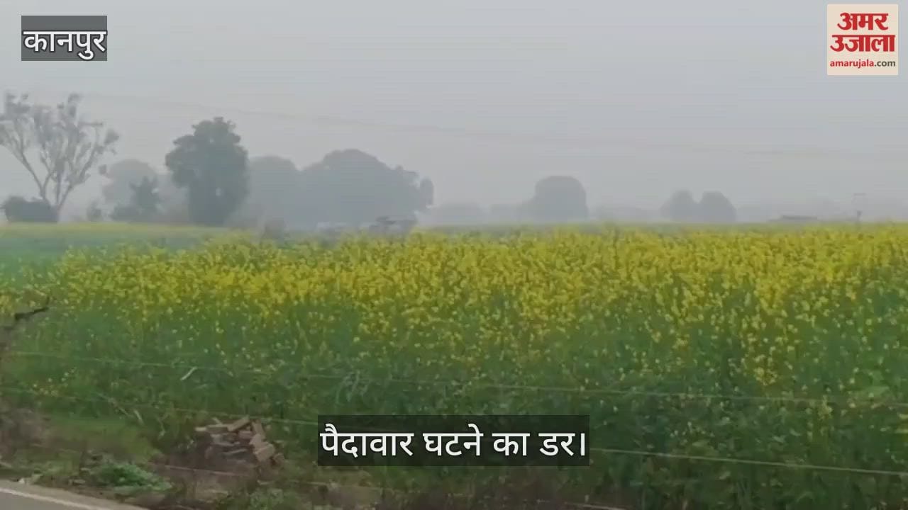 कानपुर: भीतरगांव में खेती पर मौसम की मार, कोहरे से सरसों की सेहत बिगड़ी