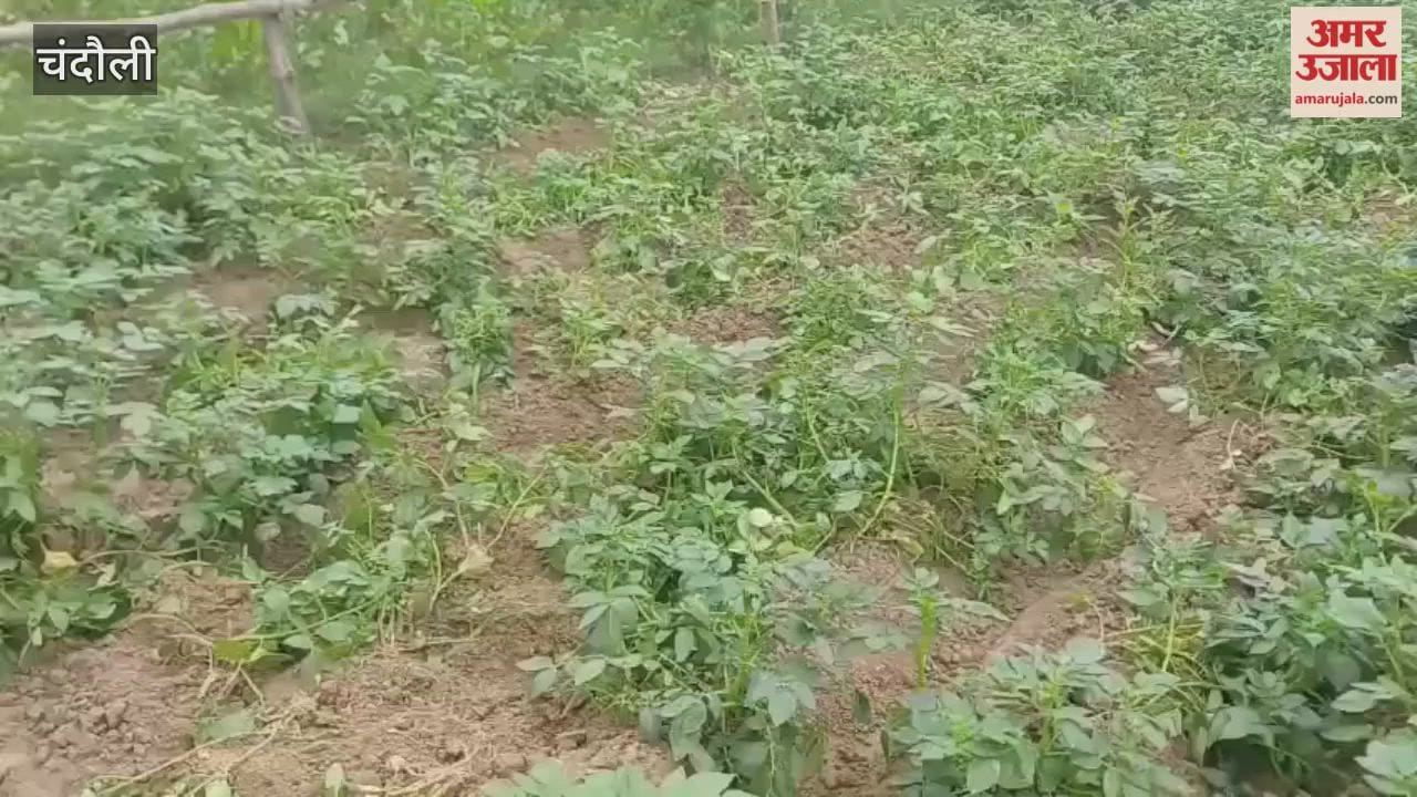 Wild boars destroy potato crop farmers in distress