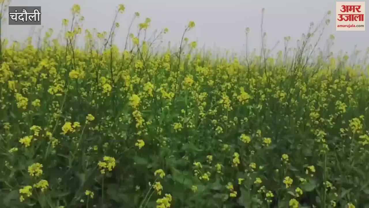 Mustard crops are flourishing in Ganges plains