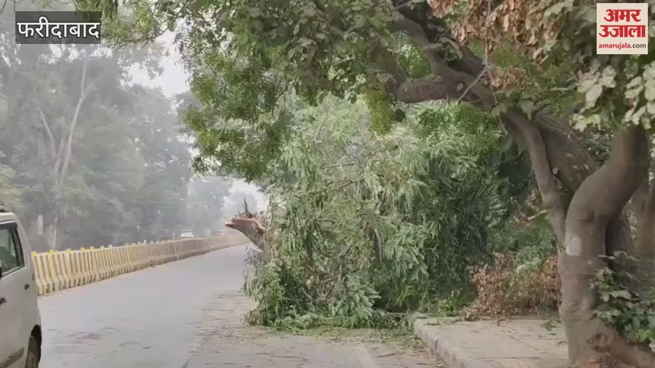 Faridabad tree has fallen on roadside on Sector-14 road