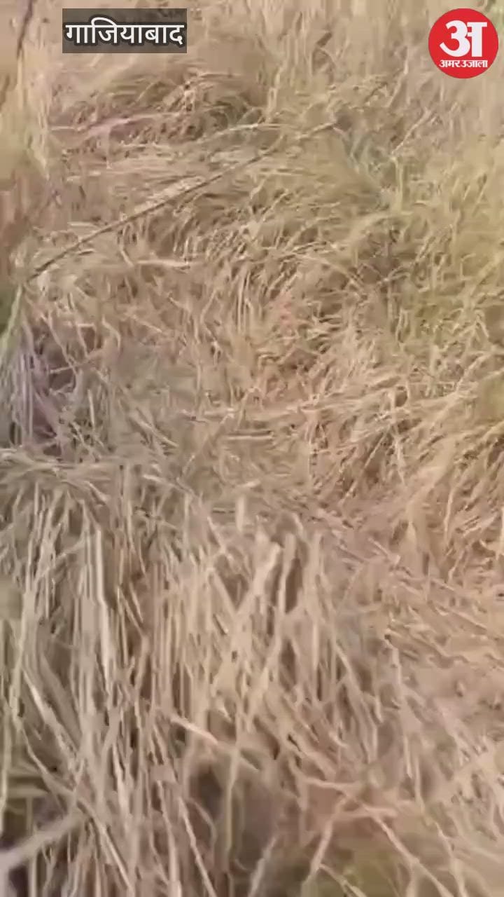 दो माह से लापता किशोर का जंगल में मिला कंकाल