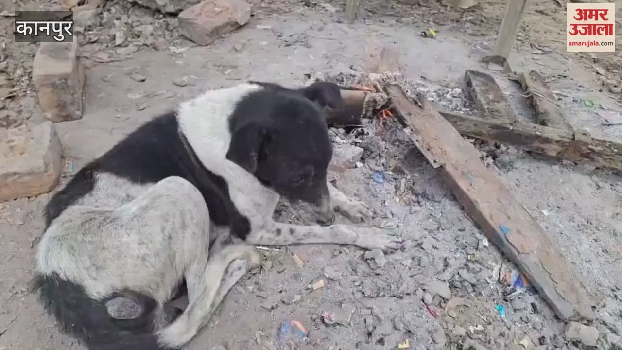 sun did not appear in the Bhitargaon area, and humidity increased in the atmosphere