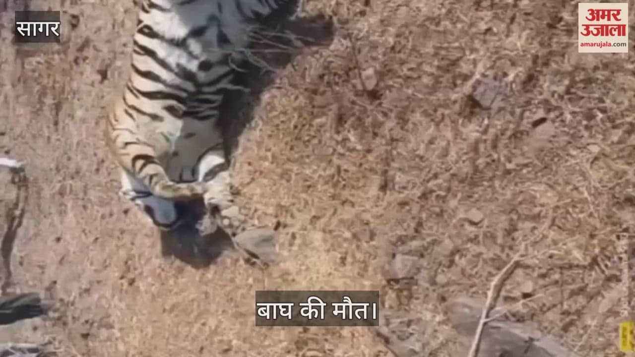 Young tiger electrocuted to death, suspected poaching; 15 suspects detained