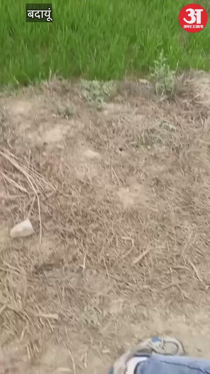 Budaun News: हाईटेंशन लाइन की चपेट में आकर झुलसा सारस, कई घंटे बाद भी नहीं पहुंची वन विभाग की टीम