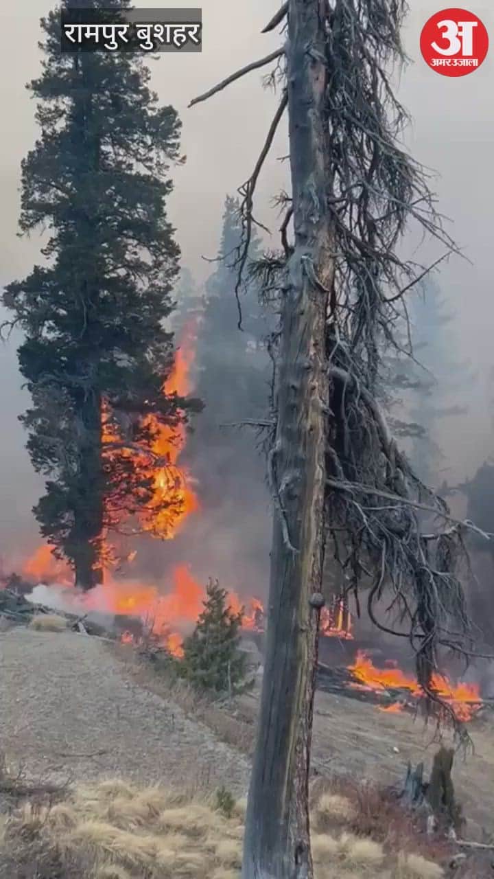 Rampur Bushahr A massive fire broke out in the Lippa forest destroying forest wealth worth millions