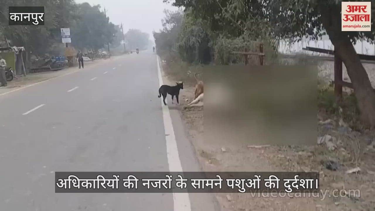कानपुर: शिवराजपुर के पाठकपुर में मृत गोवंशों को नोच रहे कुत्ते