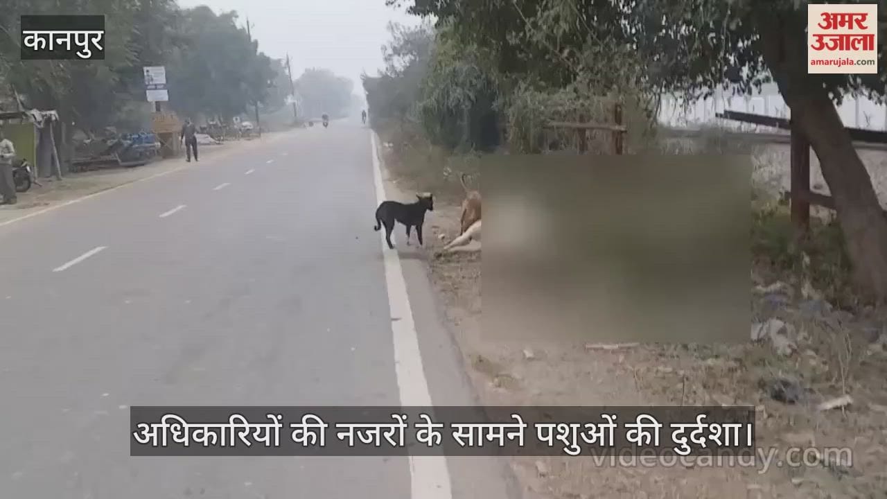 कानपुर: शिवराजपुर के पाठकपुर में मृत गोवंशों को नोच रहे कुत्ते