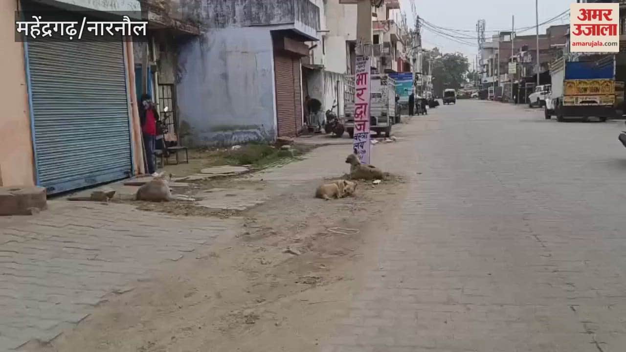 municipal council has prepared an action plan to address the increasing number of stray dogs in Narnaul; feeding places will be set up in every ward