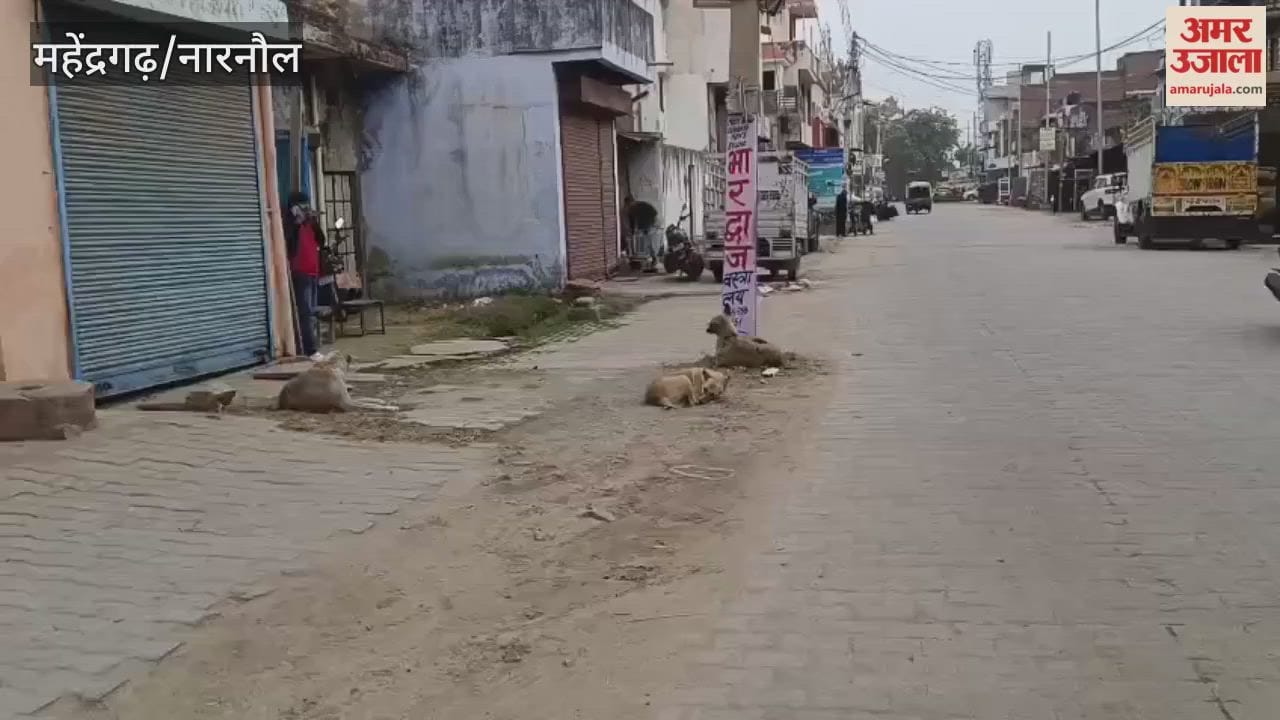 municipal council has prepared an action plan to address the increasing number of stray dogs in Narnaul; feeding places will be set up in every ward