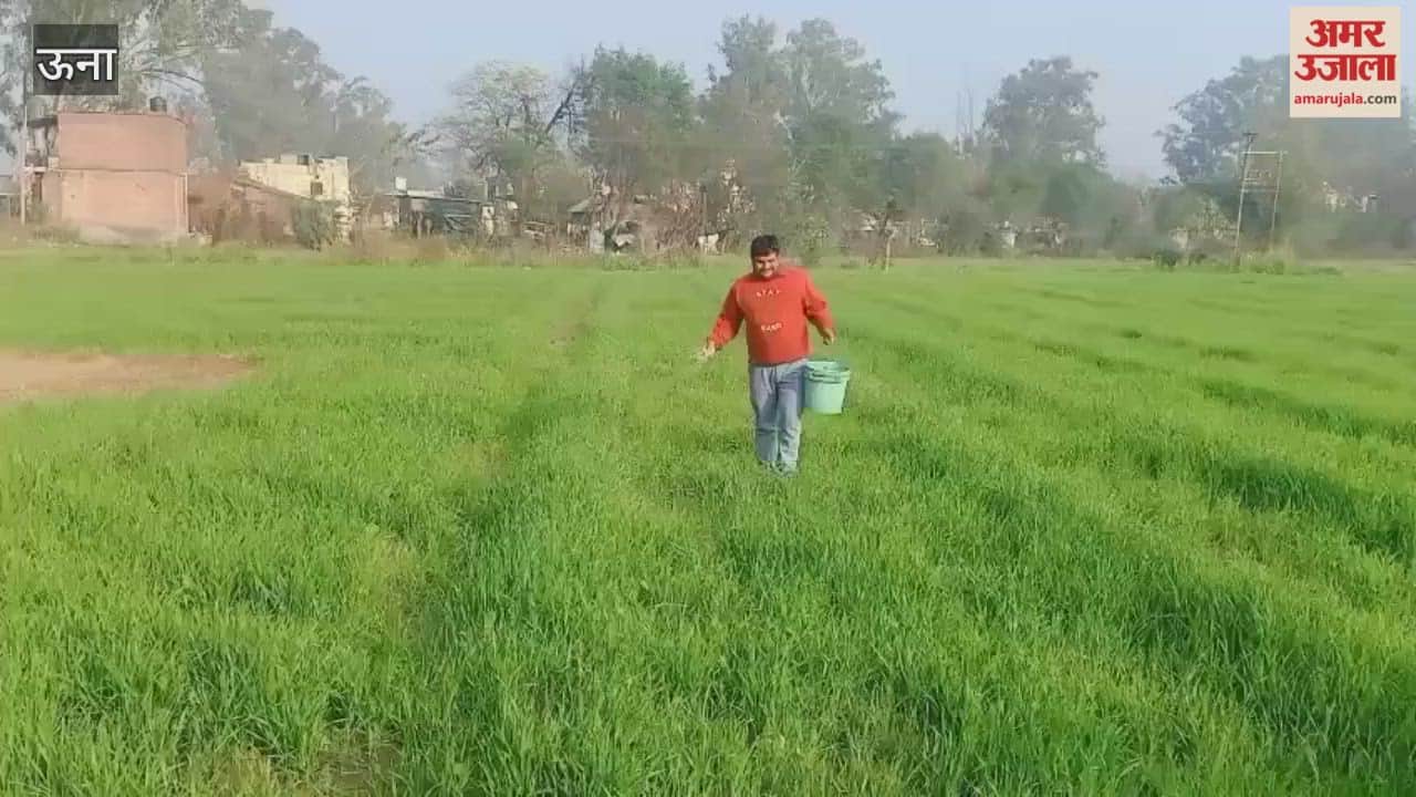 Una Farmers in the Baduhi area are happy with the rainfall they have started spreading fertilizer in their fields