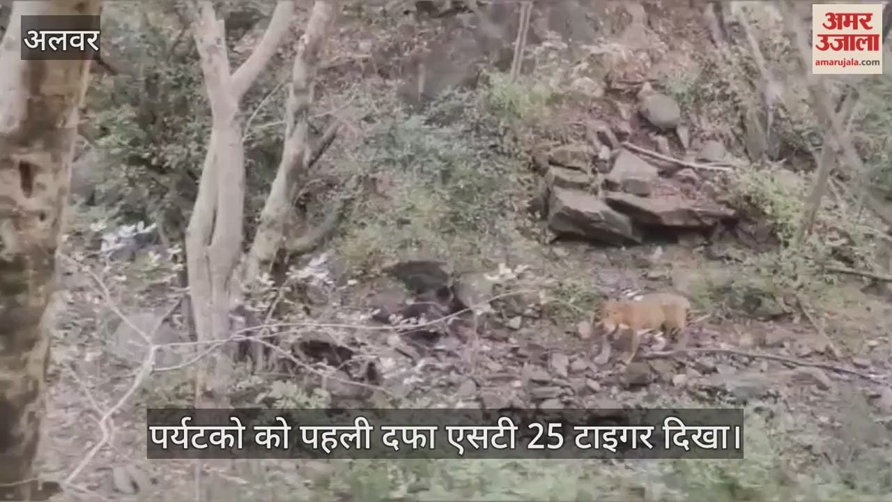 Tourists in Sariska witnessed the first sighting of the ST 25 tiger