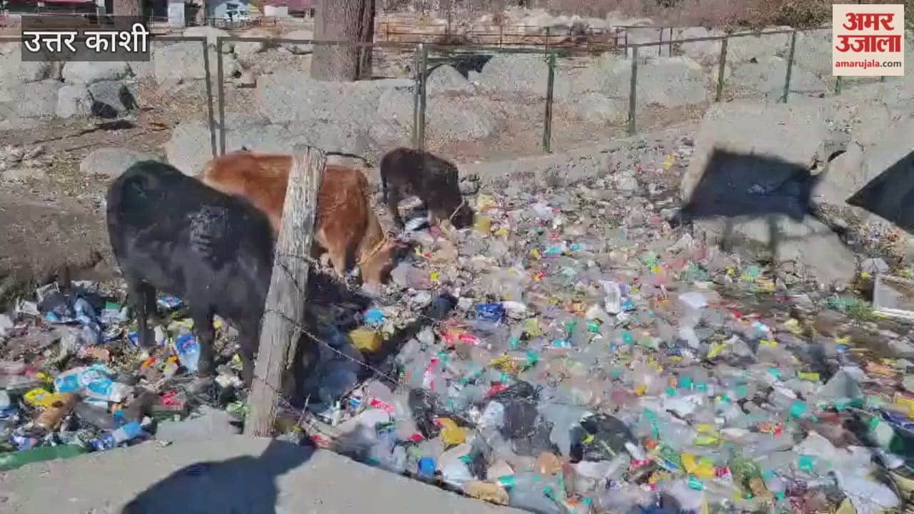 Uttarkashi: Cattle are eating several tons of plastic waste left behind by tourists in Harsil