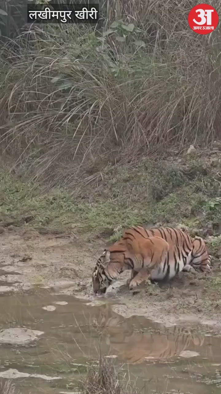 Lakhimpur Kheri: दुधवा में पानी पीता दिखा बाघ, नजारा देख रोमांचित हुए सैलानी; देखें वीडियो