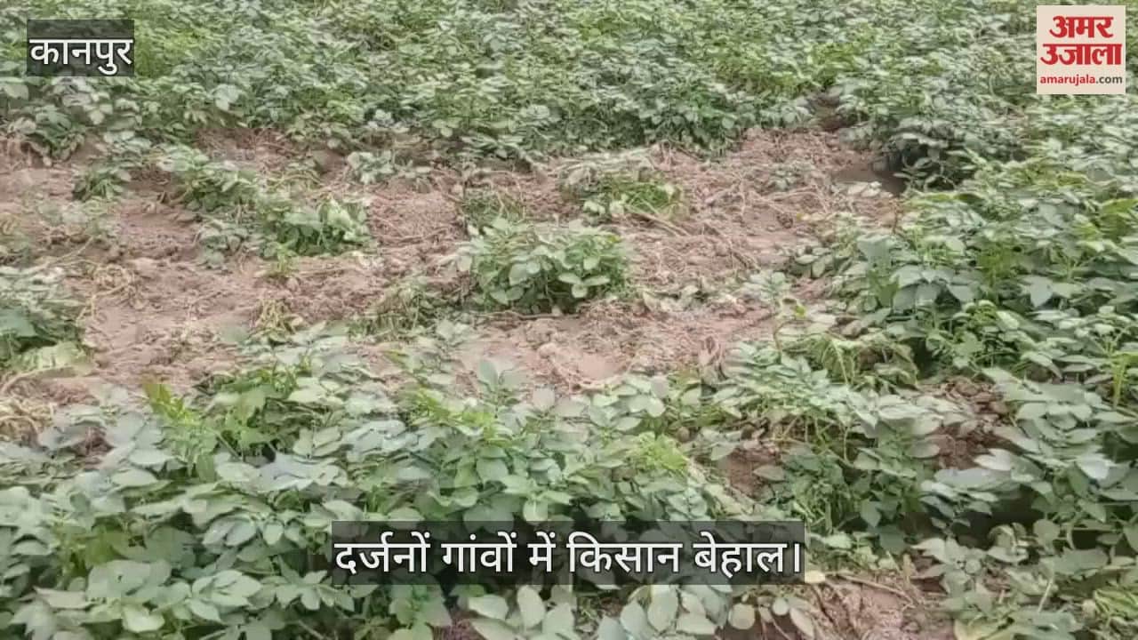 कानपुर: आलू की फसल पर जंगली सुअरों का धावा, किसान रात भर जागकर कर रहे रखवाली