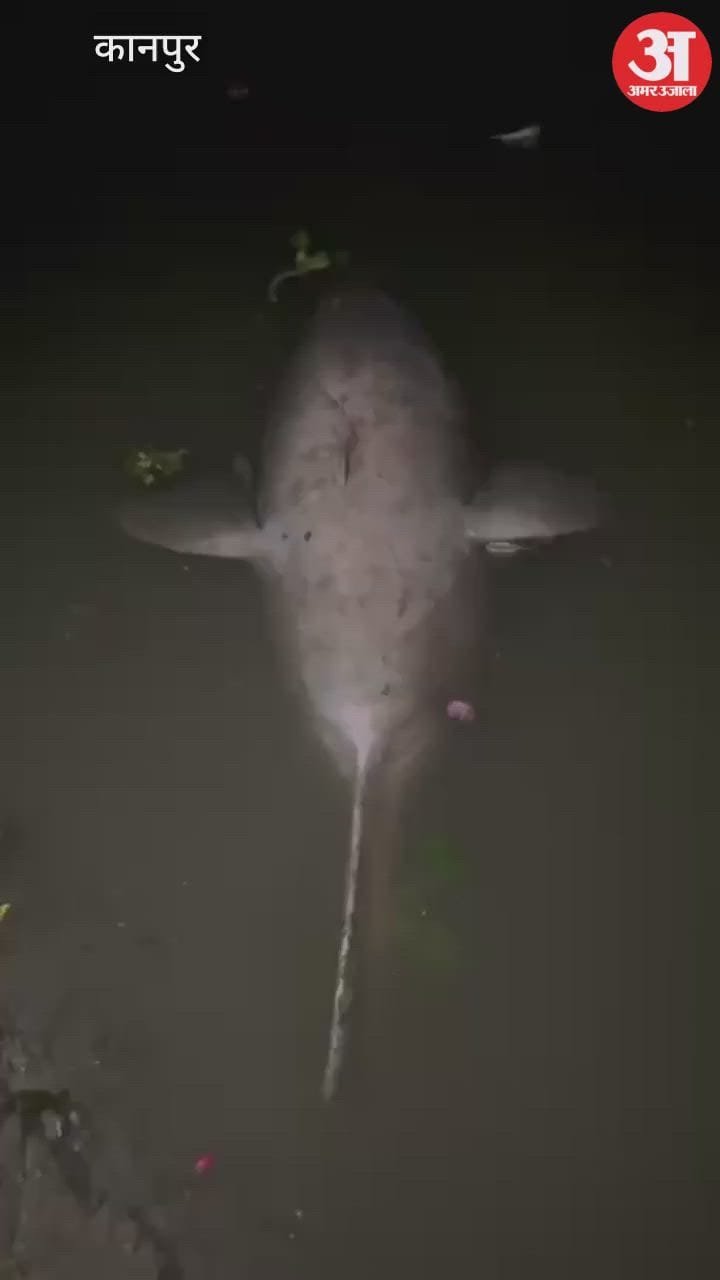 कानपुर: जाजमऊ गंगा में मिला 10 फीट लंबी मृत  मछली का शव