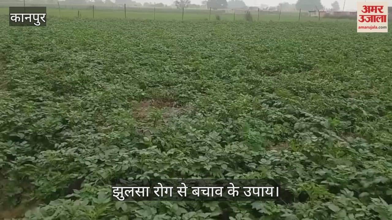 कानपुर: आलू की फसल पर  पाले का प्रहार, झुलसा रोग से बचाव के लिए कृषि विशेषज्ञों की सलाह