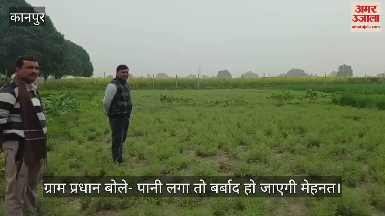 कानपुर: चने की फसल पर बारिश का खतरा, कुरसौली के किसानों की बढ़ी धड़कनें