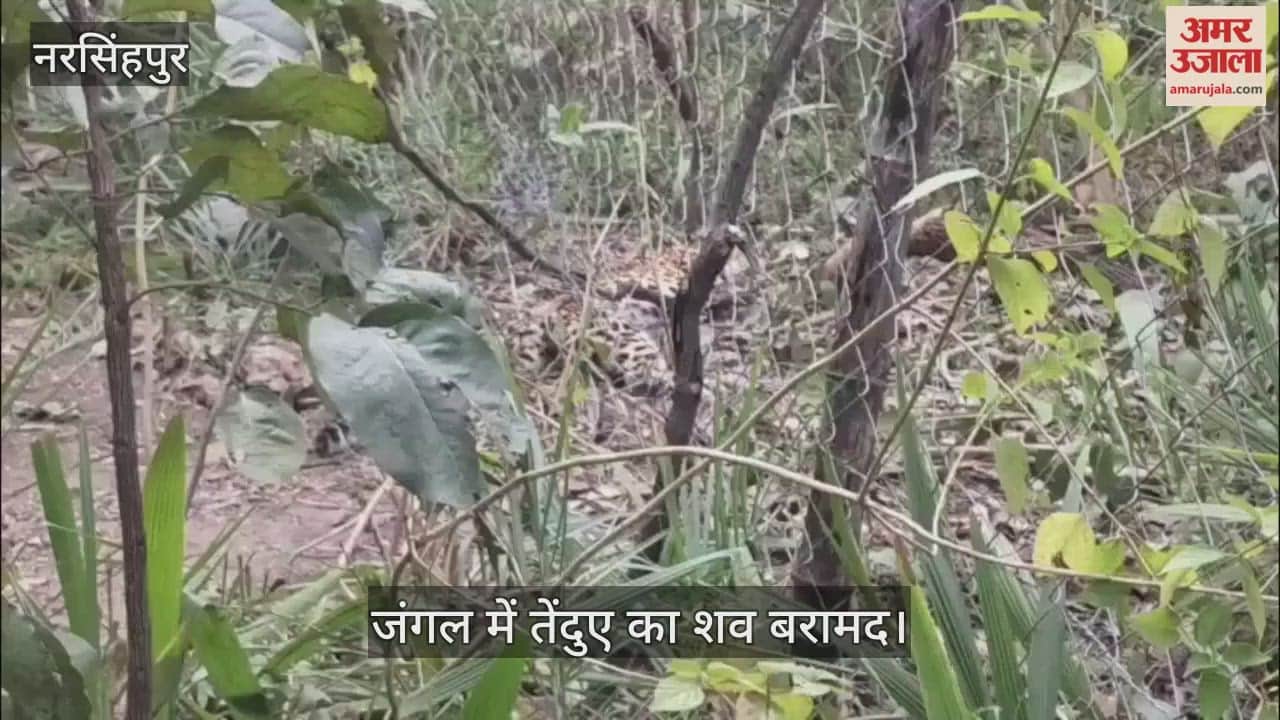 Narsinghpur News: Leopard's body found entangled in a clutch wire in the forest.