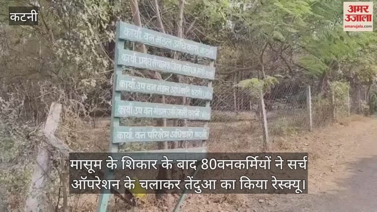 MP News: 48 घंटे के सर्च ऑपरेशन के बाद तेंदुआ पिंजरे में ट्रैप,मासूम की मौत से दहशत में रहे इलाके को मिली राहत