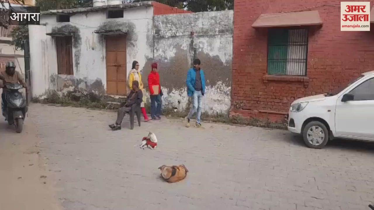 UP Teachers Monitoring Stray Dogs
