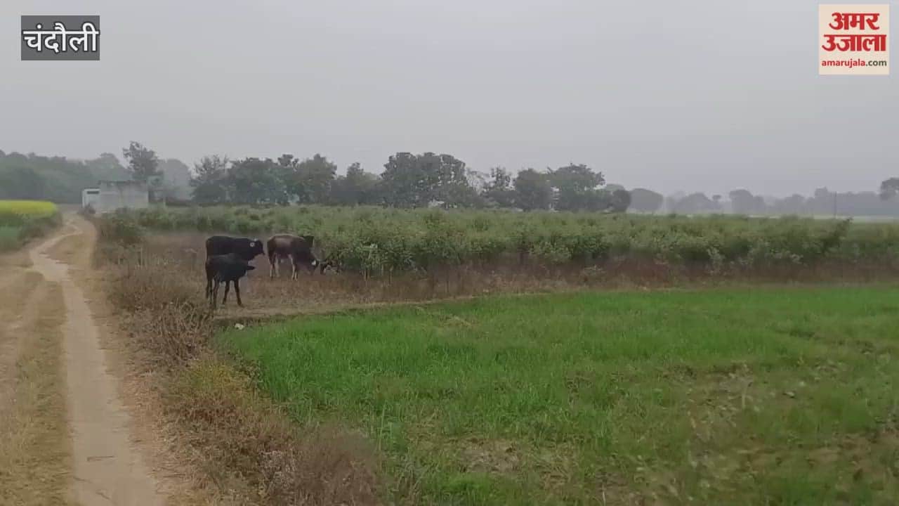 Hundreds of acres of crops destroyed in Amani village farmers distressed