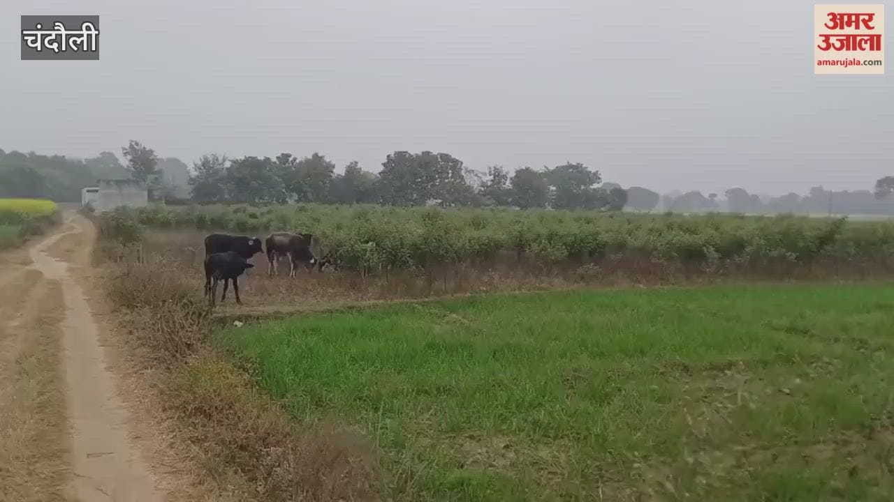 Hundreds of acres of crops destroyed in Amani village farmers distressed