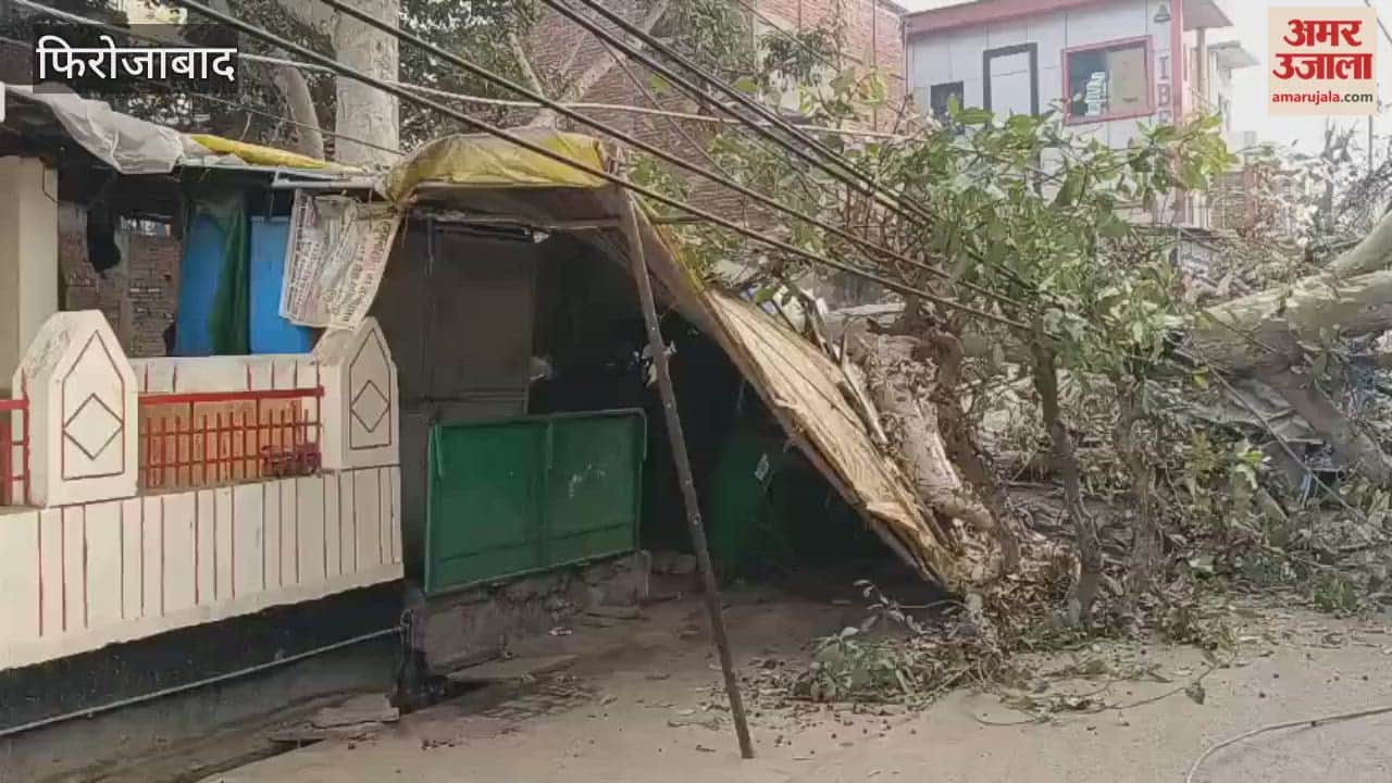 tree fell down on Municipal Road in Shikohabad