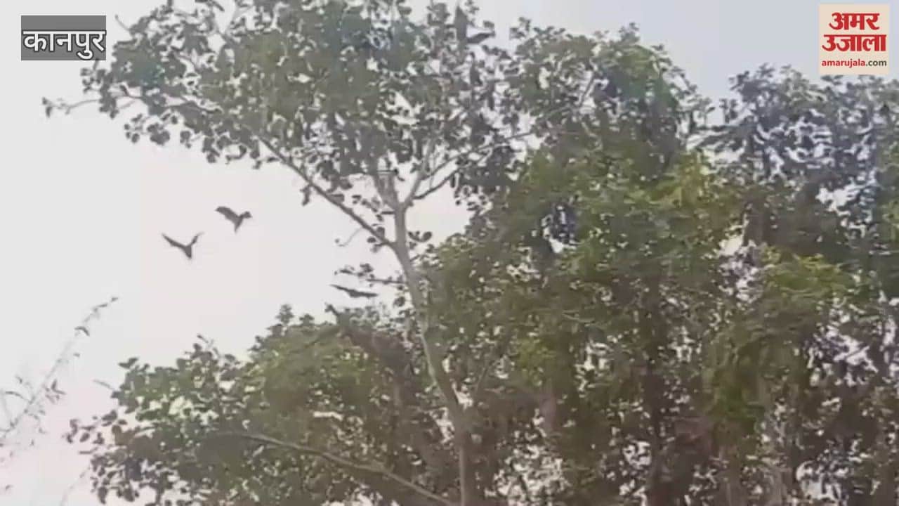 sudden exodus of bats from Baraigarh Lake, or their death due to the cold, remains a mystery