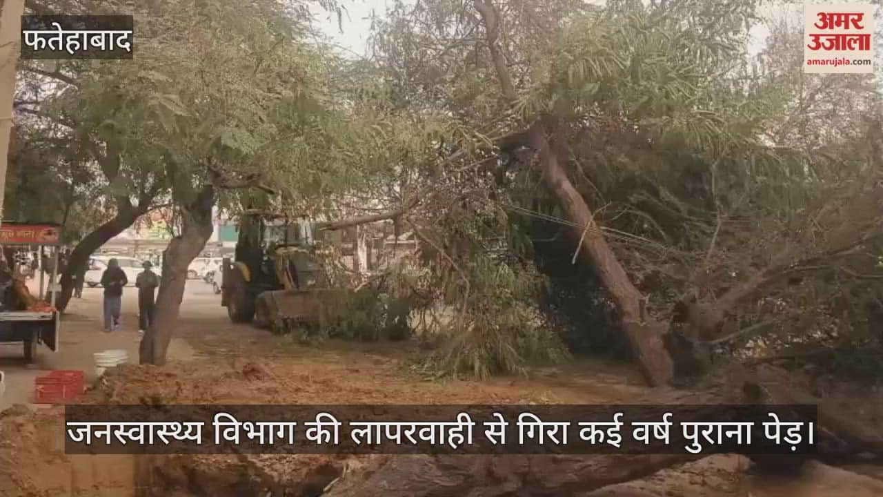 old tree fell due to the negligence of the Public Health Department
