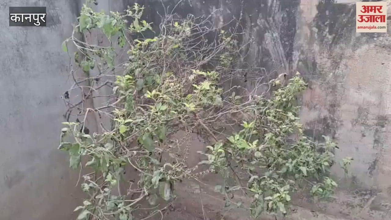 Frost Damage: Tulsi (Holy Basil) Leaves Scorched by Frost