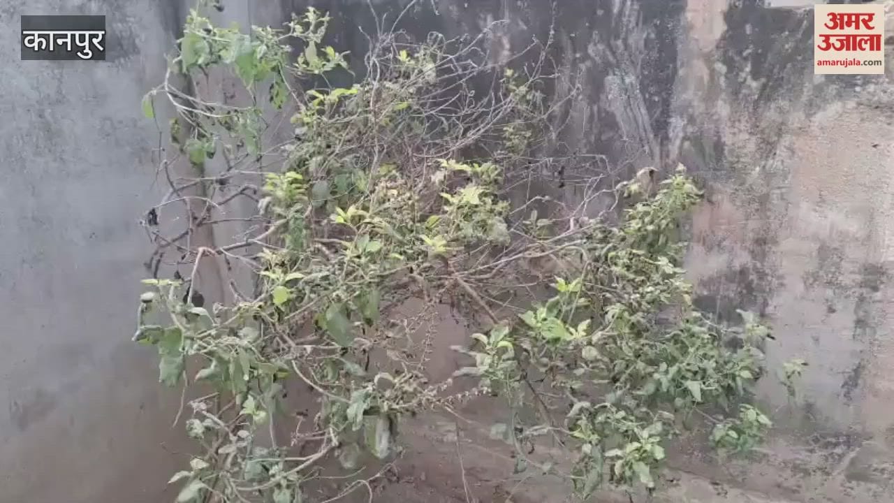 Frost Damage: Tulsi (Holy Basil) Leaves Scorched by Frost