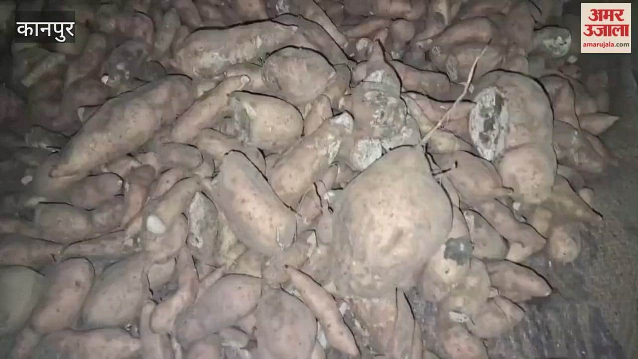 Sankat Chauth puja is tomorrow, but sweet potatoes for the offering are nowhere to be found