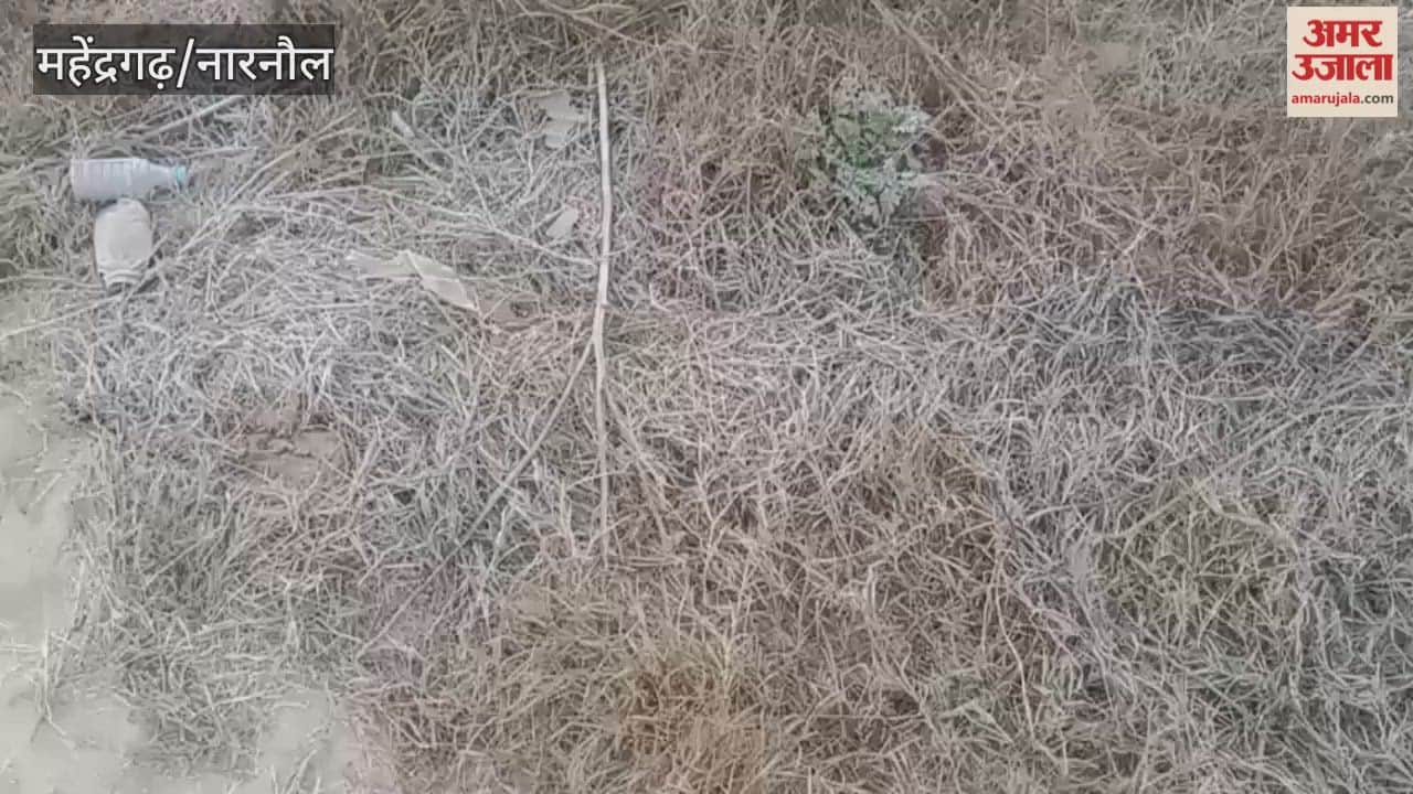 In Narnaul, the minimum temperature dropped, causing frost, but the sunshine provided relief from the cold