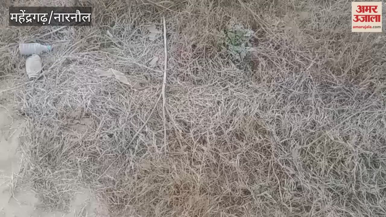 In Narnaul, the minimum temperature dropped, causing frost, but the sunshine provided relief from the cold
