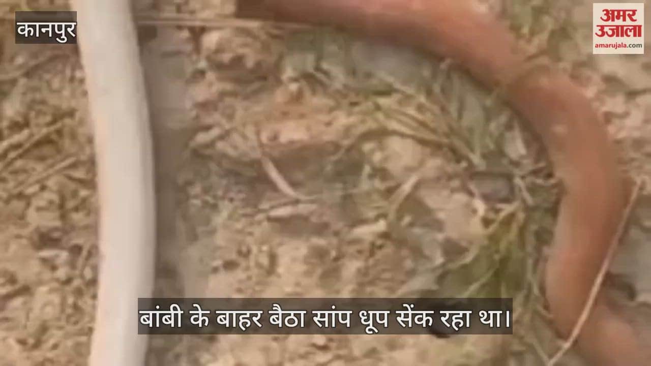 कानपुर: दो मुंह वाला सांप शोर सुनते ही बिल में घुस गया