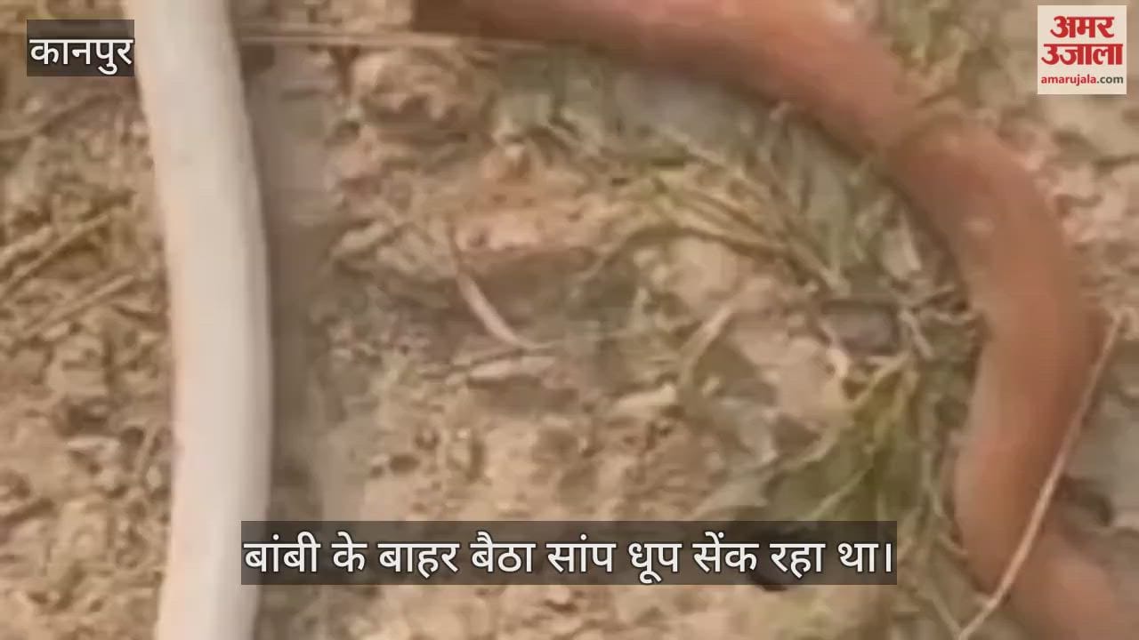 कानपुर: दो मुंह वाला सांप शोर सुनते ही बिल में घुस गया