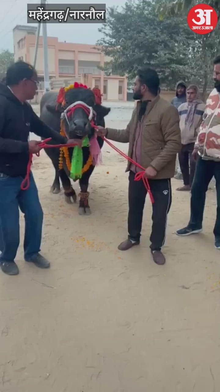 Murrah buffalo was purchased for Rs 11 lakh in Shahbazpur village of Narnaul, and it was welcomed with a DJ