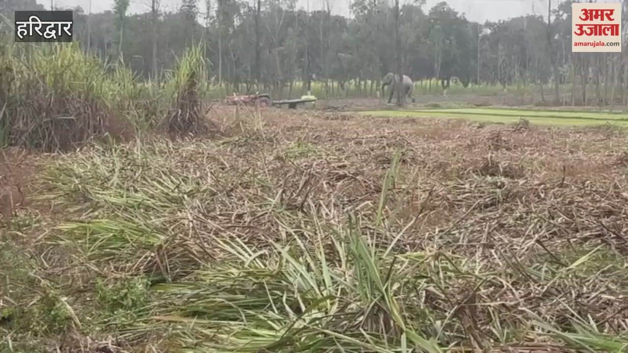 VIDEO: An elephant reached the fields of Alipur village in Haridwar, causing panic among the villagers