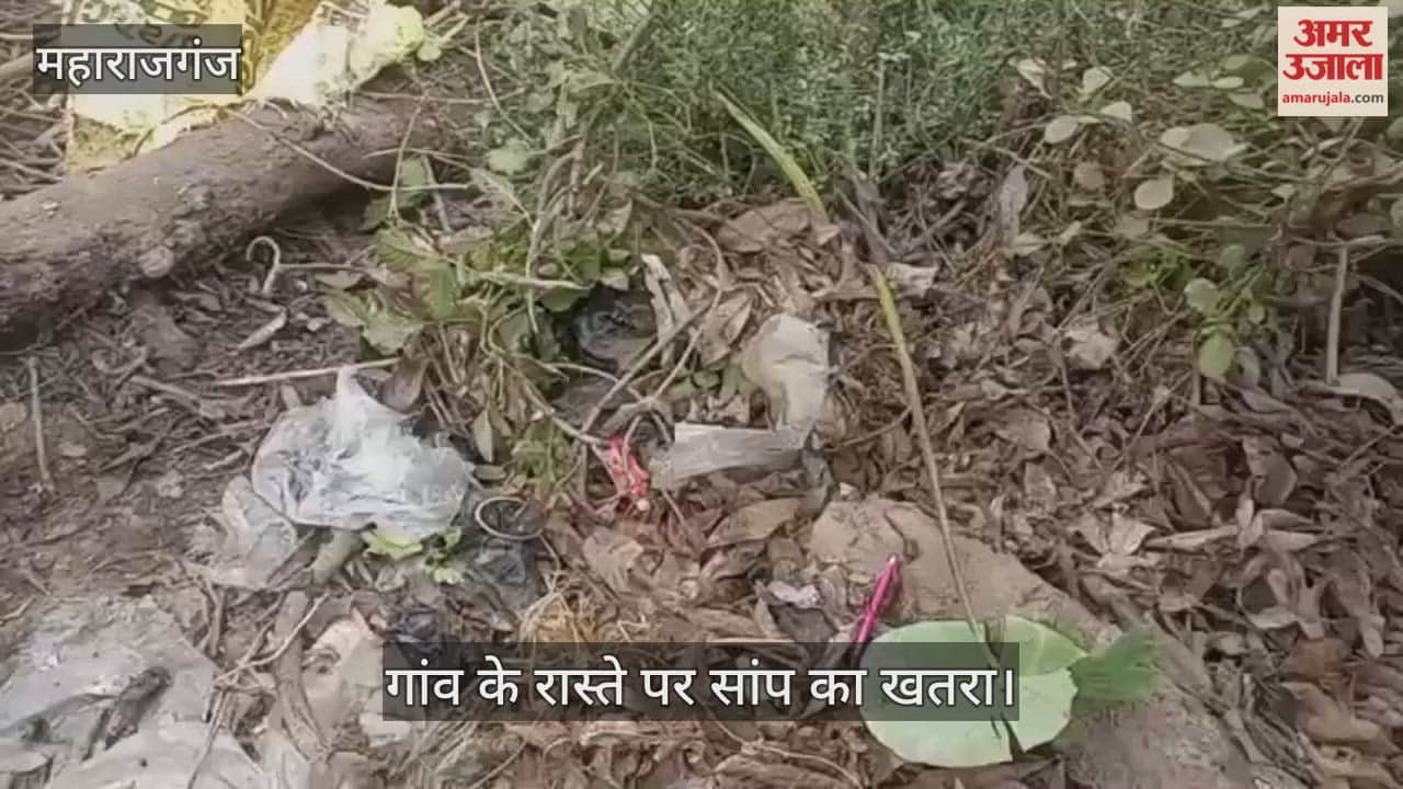 If you are passing through this village in Maharajganj, be careful... snake danger