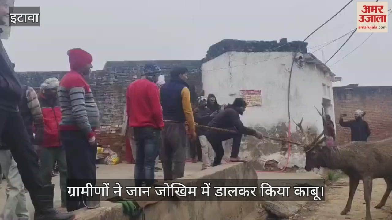 इटावा: बीहड़ से भटके जंगली सांभर से गांव में दहशत, डेढ़ घंटे तक नहीं पहुंची सेंचुअरी टीम