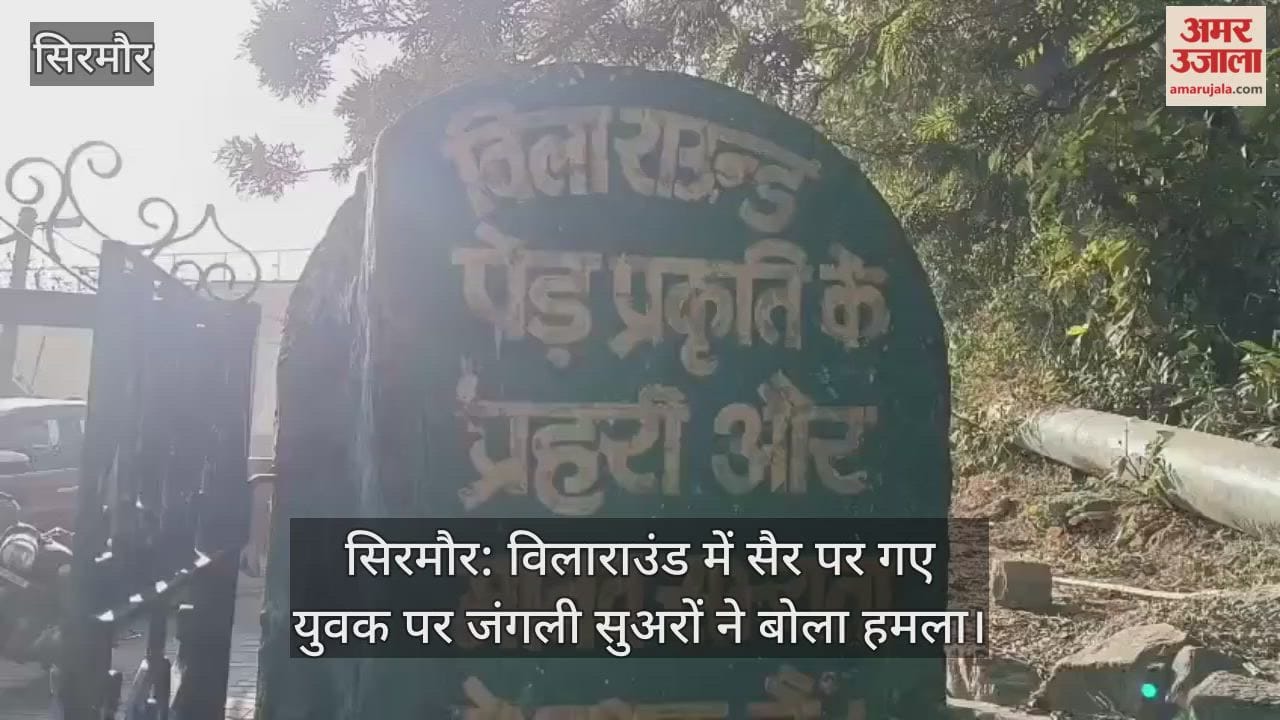 Sirmaur: Wild boars attack a young man who went for a walk in Villaround.