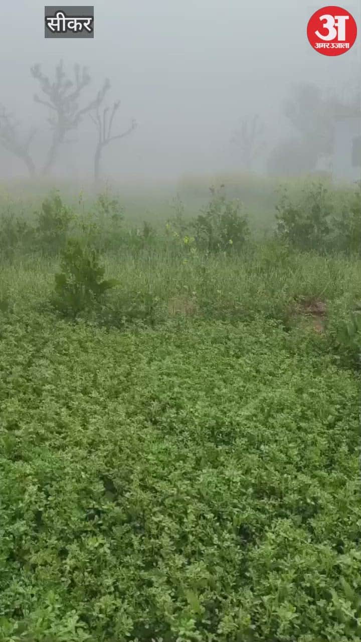 sikar dense fog cold wave alert visibility reduced january 2026