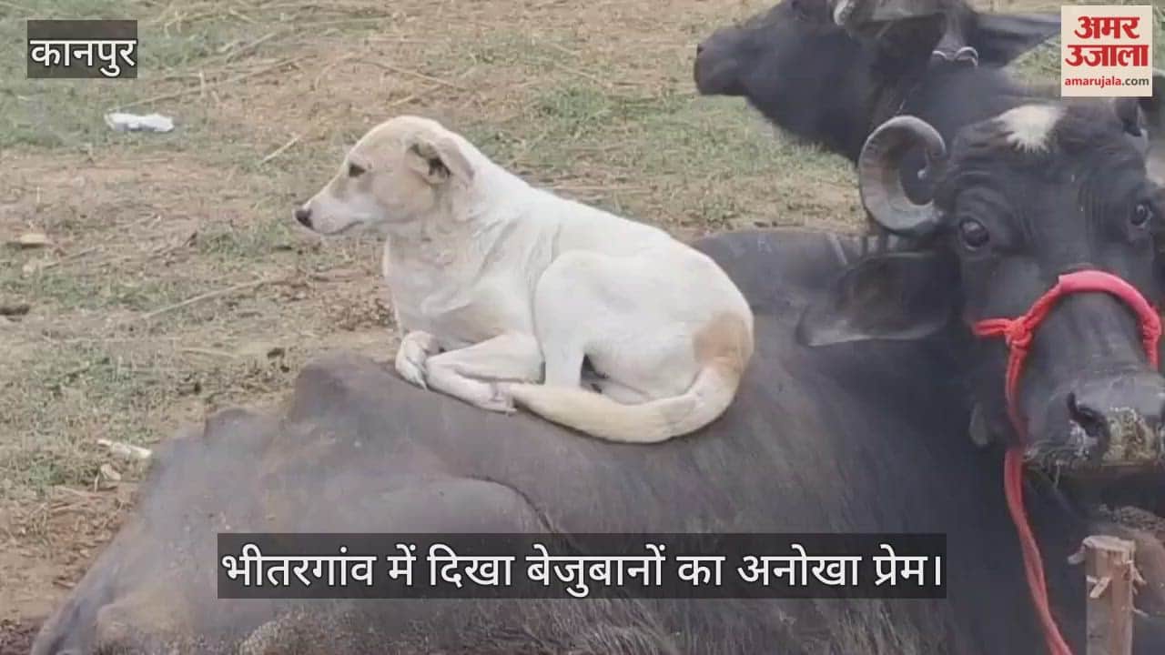 कानपुर: कड़ाके की ठंड में मिट गईं दूरियां, भैंस की पीठ बनी कुत्तों का मखमली सोफा