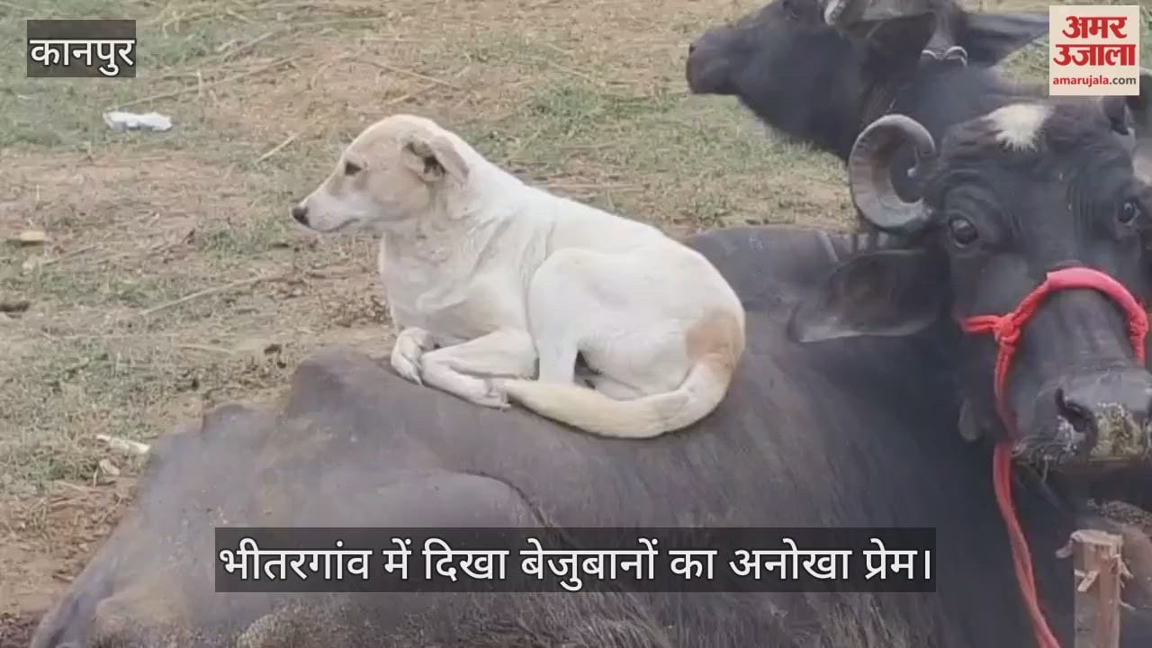 कानपुर: कड़ाके की ठंड में मिट गईं दूरियां, भैंस की पीठ बनी कुत्तों का मखमली सोफा