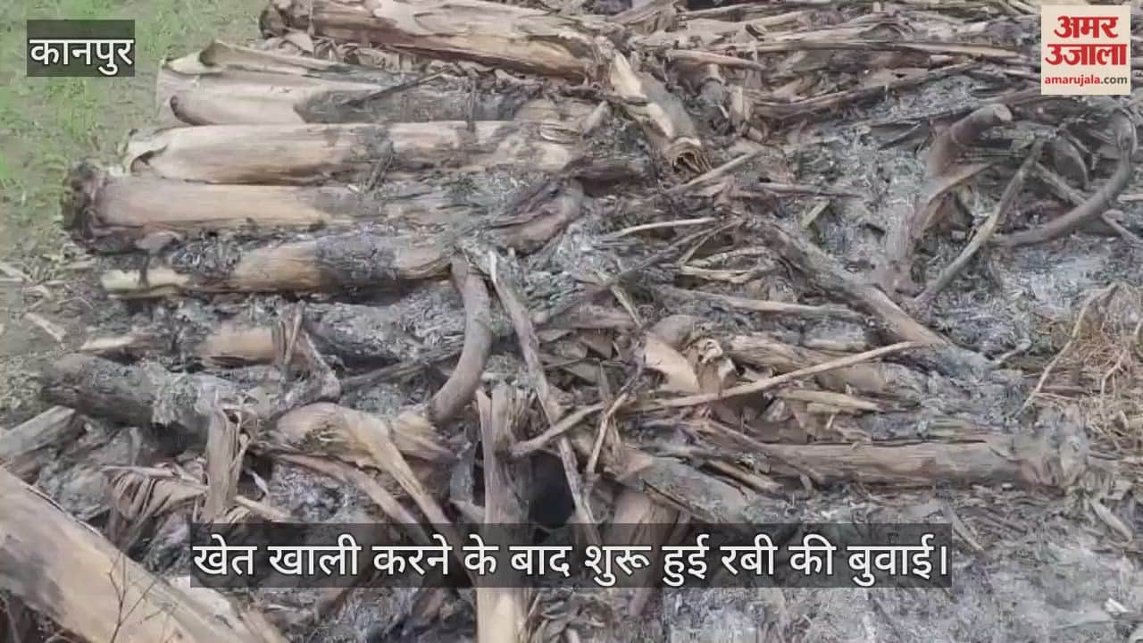 कानपुर: केले के घाव पर गेहूं का मरहम, भारी नुकसान के बाद भी नहीं टूटी भीतरगांव के किसानों की हिम्मत