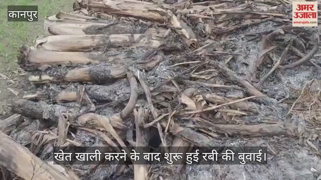 कानपुर: केले के घाव पर गेहूं का मरहम, भारी नुकसान के बाद भी नहीं टूटी भीतरगांव के किसानों की हिम्मत