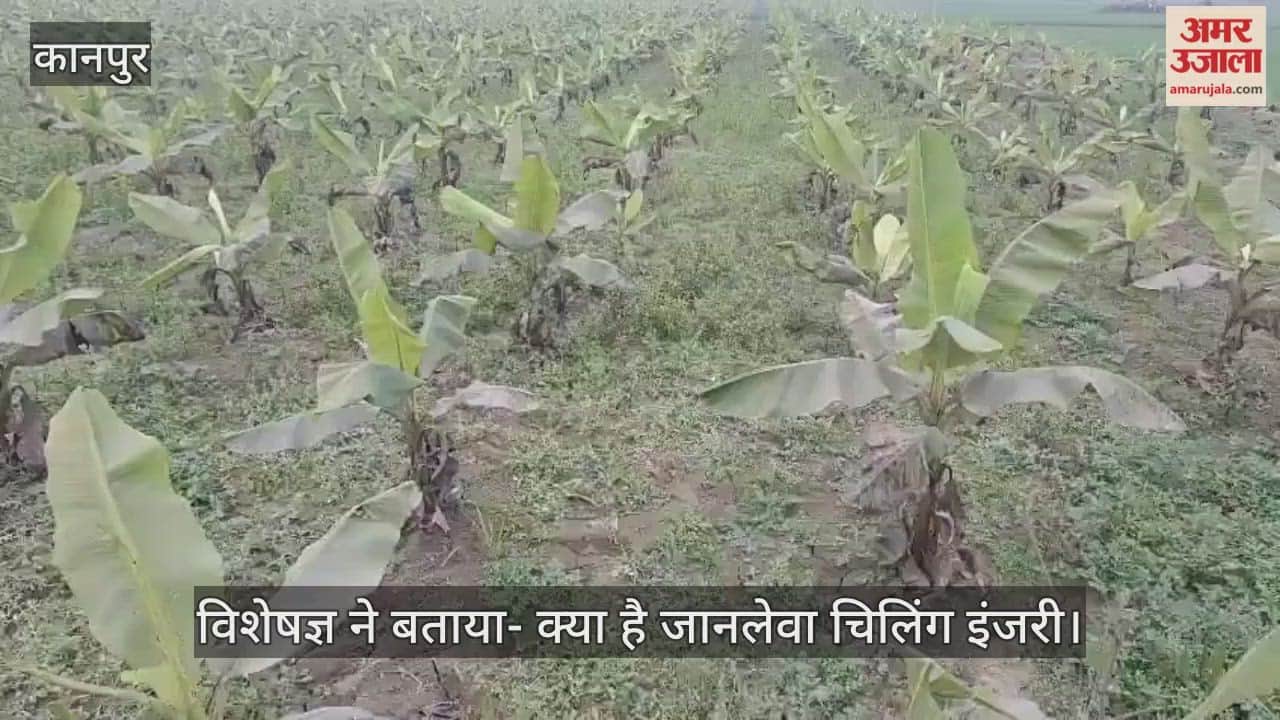 कानपुर: केले की फसल पर पाले का प्रहार, भीतरगांव में रातों-रात काले पड़ रहे पत्ते