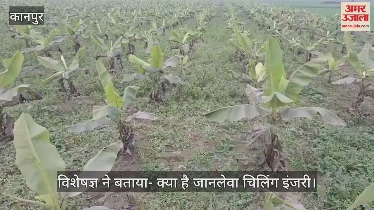 कानपुर: केले की फसल पर पाले का प्रहार, भीतरगांव में रातों-रात काले पड़ रहे पत्ते